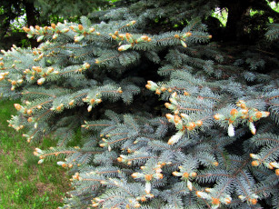 Картинка природа шишки +жёлуди +каштаны серебристая ель