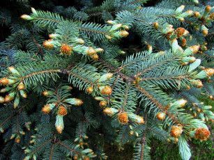 Картинка природа шишки +жёлуди +каштаны серебристая ель