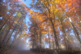 Картинка природа дороги дымка шоссе лес