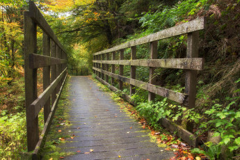 Картинка природа дороги лес мостик