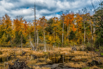 Картинка природа реки озера лес река