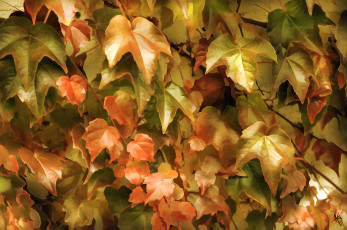 Картинка рисованное природа плющ заросли листья