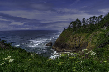 Картинка природа побережье лес обрыв океан