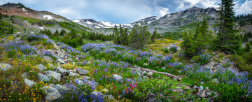 Картинка природа луга горы цветы деревья