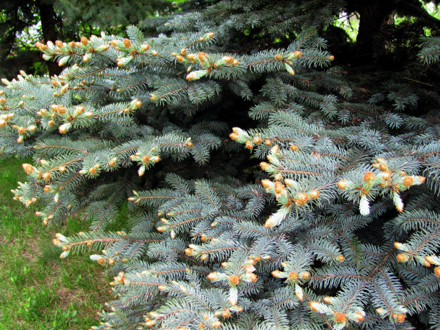 Обои картинки фото природа, шишки,  жёлуди,  каштаны, серебристая, ель