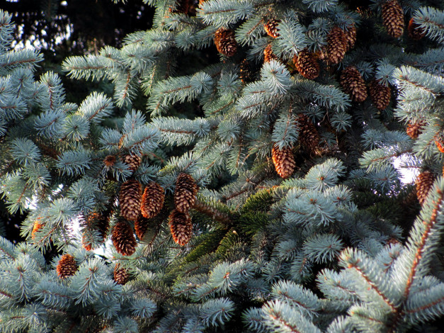 Обои картинки фото природа, шишки,  жёлуди,  каштаны, серебристая, ель