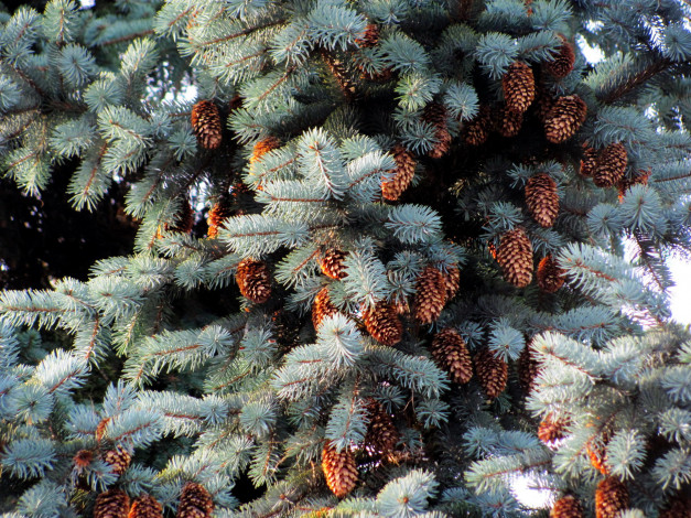 Обои картинки фото природа, шишки,  жёлуди,  каштаны, серебристая, ель