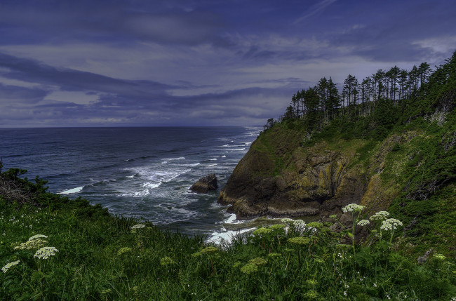 Обои картинки фото природа, побережье, лес, обрыв, океан