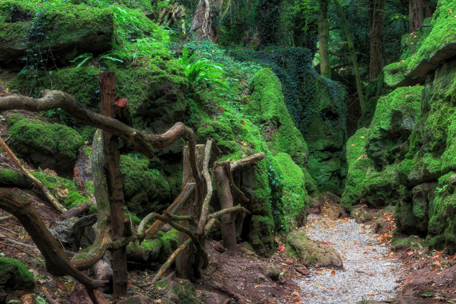 Обои картинки фото природа, дороги, тропинка, лес