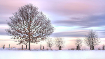 Картинка природа зима снег деревья