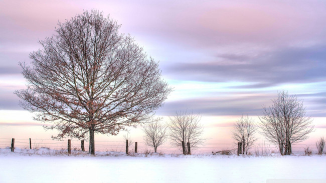 Обои картинки фото природа, зима, снег, деревья