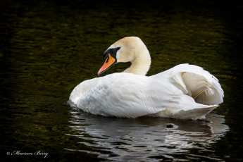Картинка животные лебеди водоём грация оперение белая птица