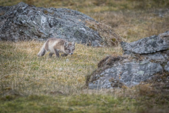 Картинка животные песцы охота трава засада подкрадывается хищник полярный