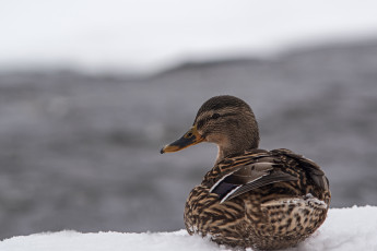 Картинка животные утки снег оперение птица клюв профиль