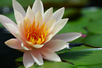 Картинка цветы лилии+водяные +нимфеи +кувшинки кувшинка листья вода цветение розовая