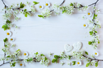 Картинка цветы разные+вместе ветки фон ромашки