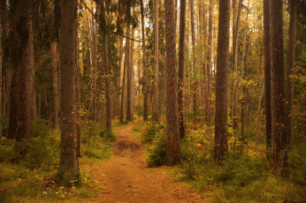 Картинка природа лес простор