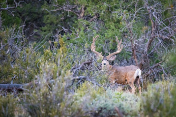 Картинка животные олени деревья лес рога красавец заросли