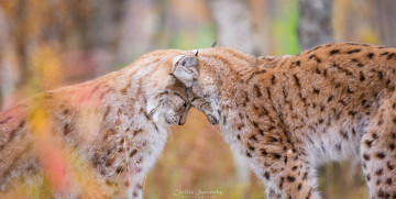 Картинка животные рыси ласка парочка кошки окрас мех любовь