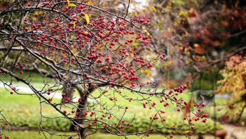 Картинка природа плоды яблочки райские