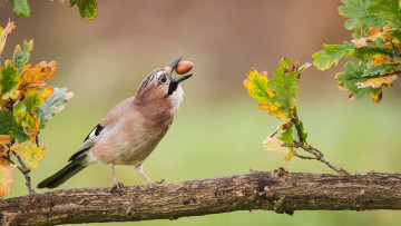 Картинка животные птицы ветка орех листья
