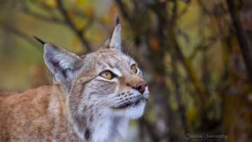 Картинка животные рыси смотрит морда хищник кошка взгляд внимание