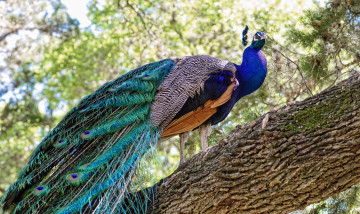 обоя животные, павлины, дерево, павлин, птица, природа