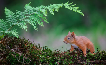 Картинка животные белки белка мох лист папоротника природа