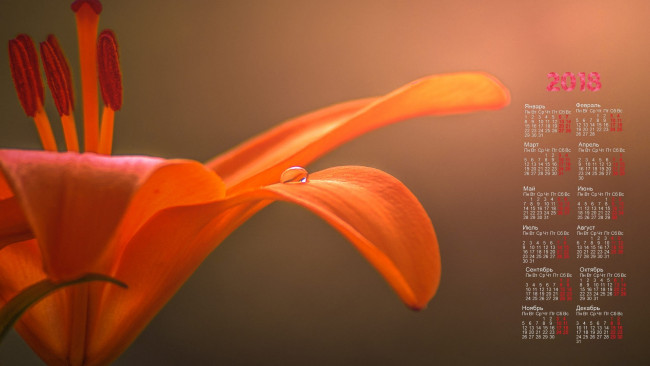 Обои картинки фото календари, цветы, лепестки, 2018