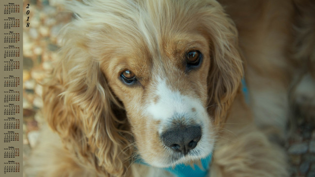 Обои картинки фото календари, животные, взгляд, собака, 2018