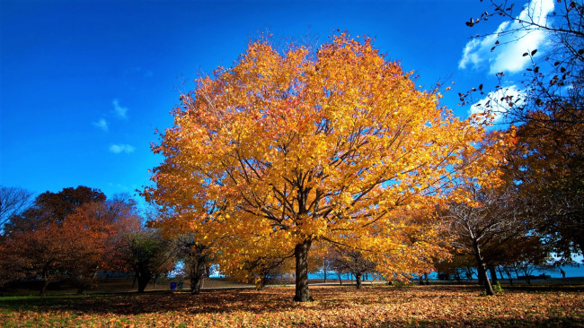 Обои картинки фото природа, деревья, дерево