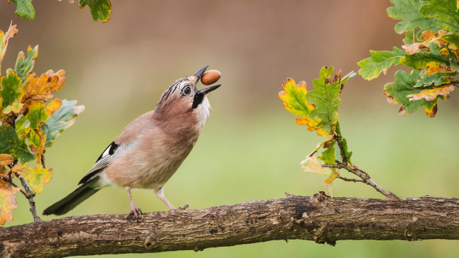 Обои картинки фото животные, птицы, ветка, орех, листья