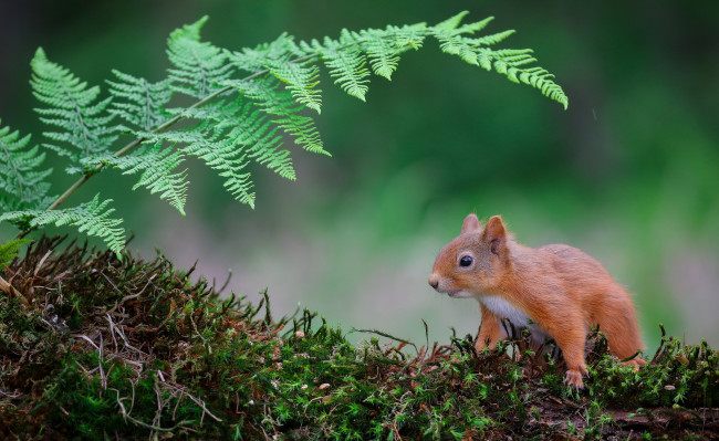 Обои картинки фото животные, белки, белка, мох, лист, папоротника, природа