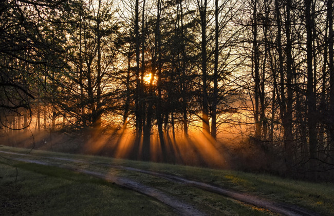 Обои картинки фото природа, лес, простор