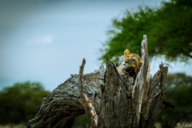 Обои картинки фото животные, львы, морда, львица, лежит