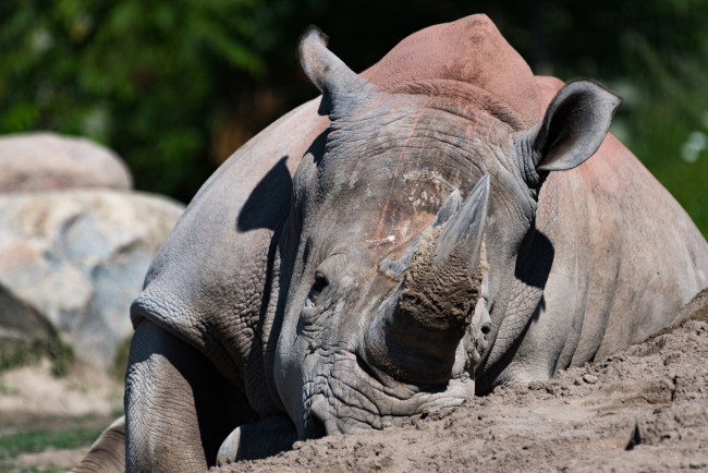 Обои картинки фото животные, носороги, морда, мощь, рог
