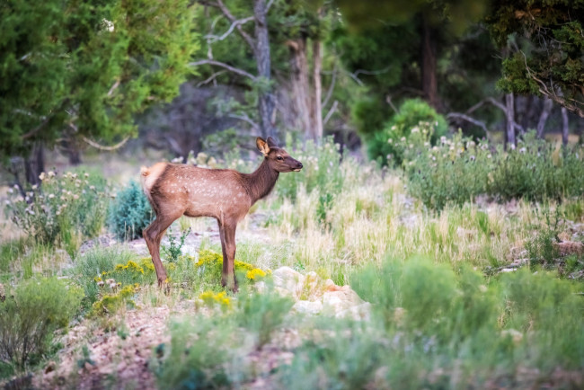 Обои картинки фото животные, олени, оленёнок, лес, грация, окрас, детёныш