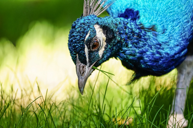 Обои картинки фото животные, павлины, травка, макро, павлин, птица, природа
