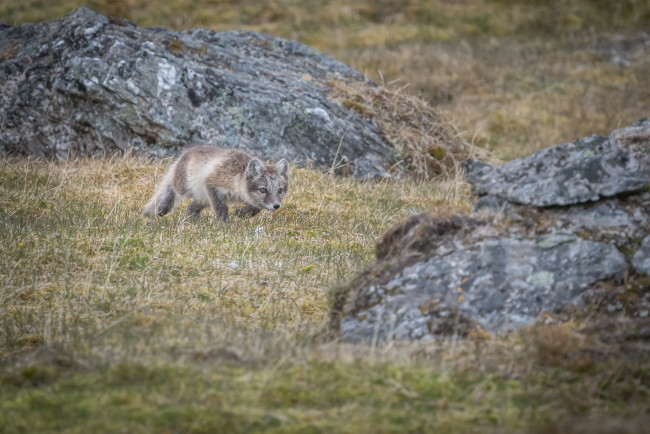 Обои картинки фото животные, песцы, охота, трава, засада, подкрадывается, хищник, полярный
