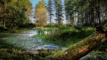 Картинка природа лес простор