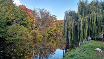 Картинка природа парк ива пруд