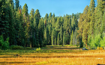Картинка природа лес деревья