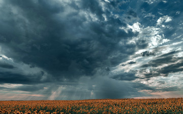 Картинка природа поля подсолнухи поле тучи