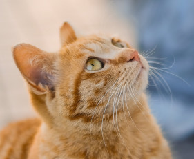 Картинка животные коты рыжий