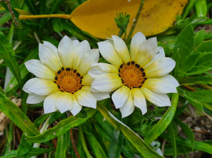 Картинка цветы газания дуэт