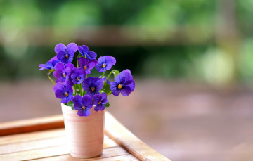 Картинка цветы анютины+глазки+ садовые+фиалки букетик