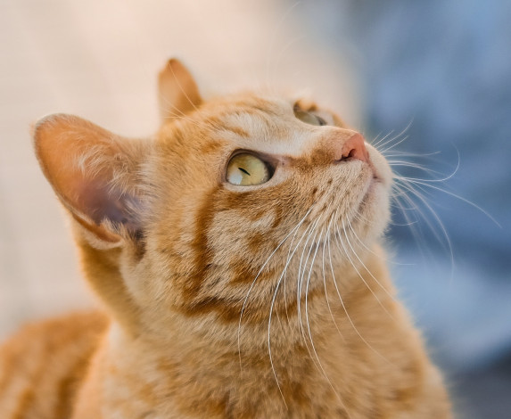 Обои картинки фото животные, коты, рыжий