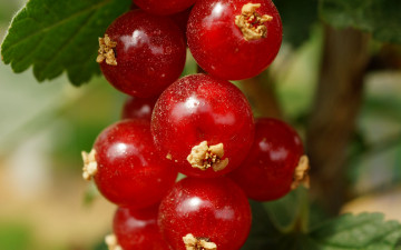 Картинка природа ягоды красная смородина