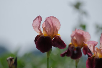 обоя цветы, ирисы, ирис, макро