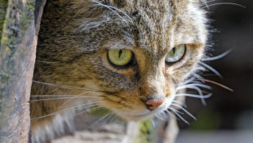 Картинка барханный+кот животные дикие+кошки барханный кот животное фауна дикая природа